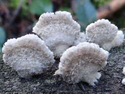 Image of Schizophyllum