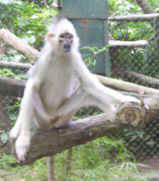 Image of Mitered Leaf-monkey; Sumatran Surili