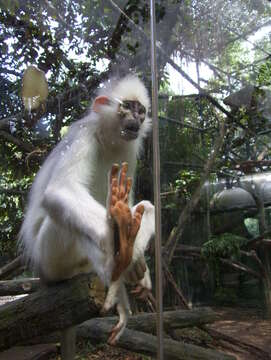 Image of Mitered Leaf-monkey; Sumatran Surili