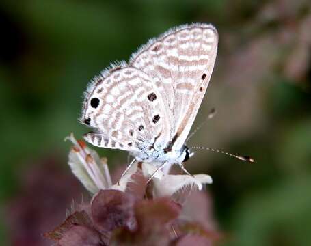 Image of Bright Babul Blue