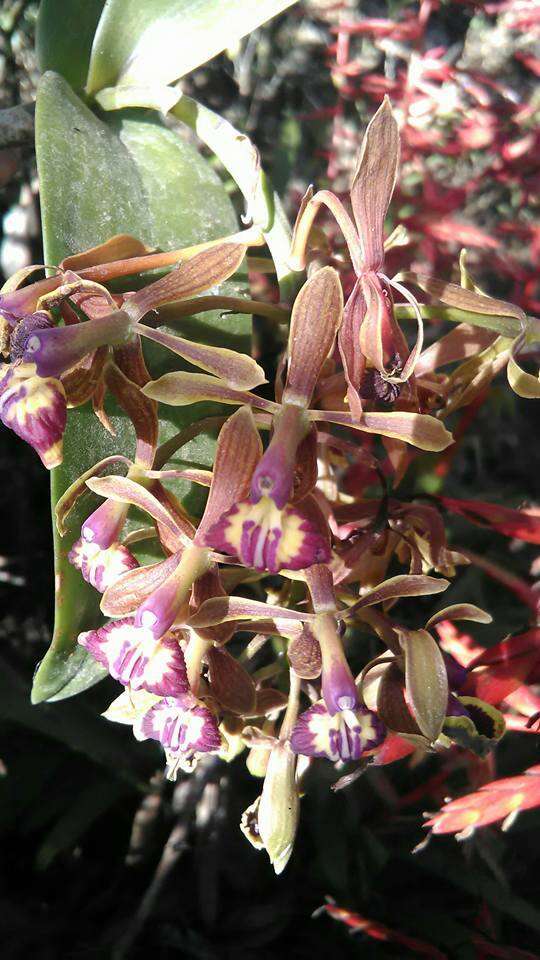 Imagem de Epidendrum radioferens (Ames, F. T. Hubb. & C. Schweinf.) Hágsater