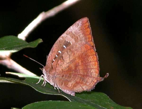 Plancia ëd Arhopala centaurus (Fabricius 1775)