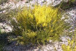 Image of gold-dust acacia