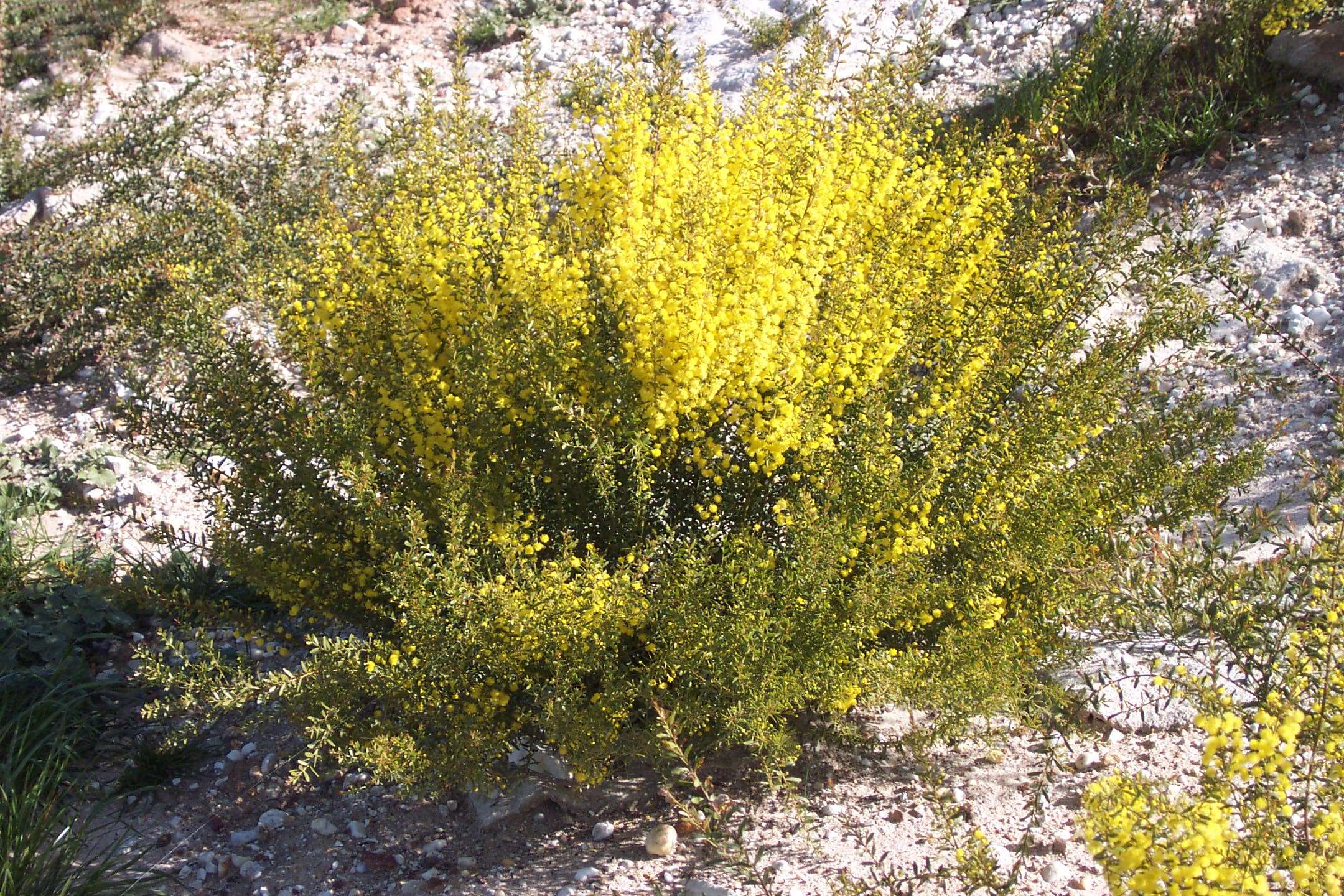 Image of gold-dust acacia