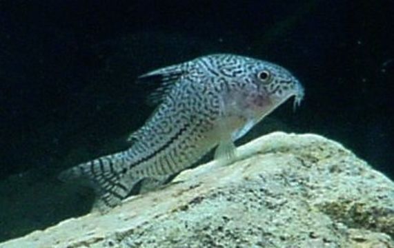 Image of False Julii Corydoras