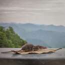 Image of Himalayan Shrew