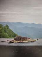 Image of Himalayan Shrew