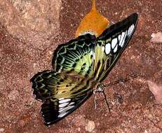 Imagem de Parthenos sylvia