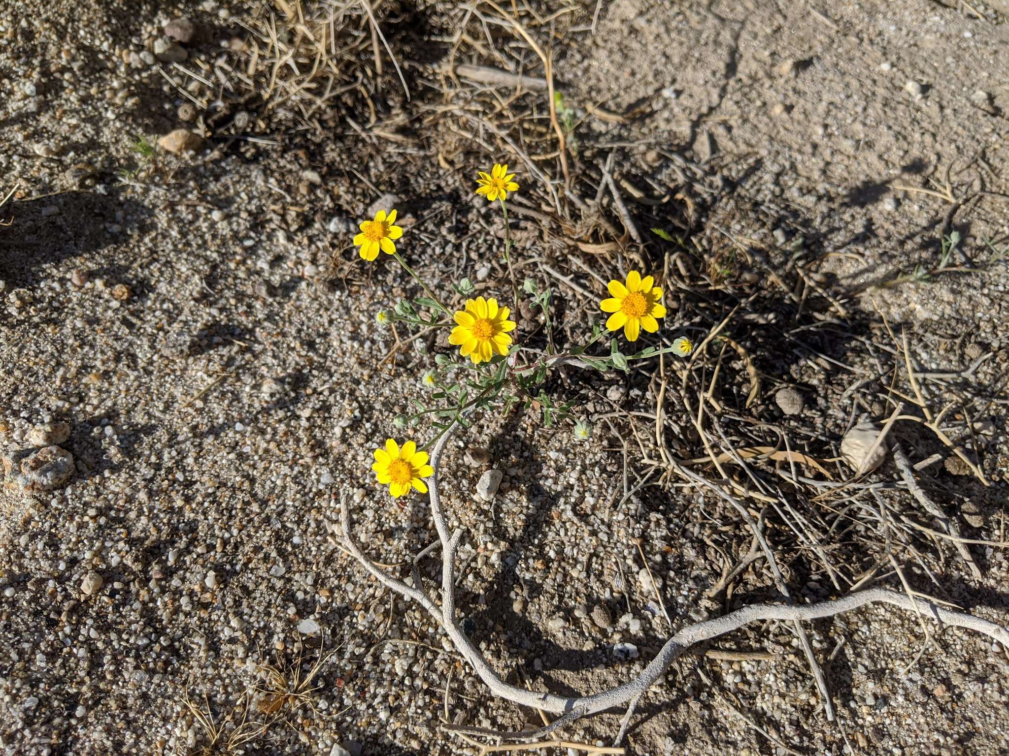 Image de Eriophyllum ambiguum var. paleaceum (Brandeg.) Ferris