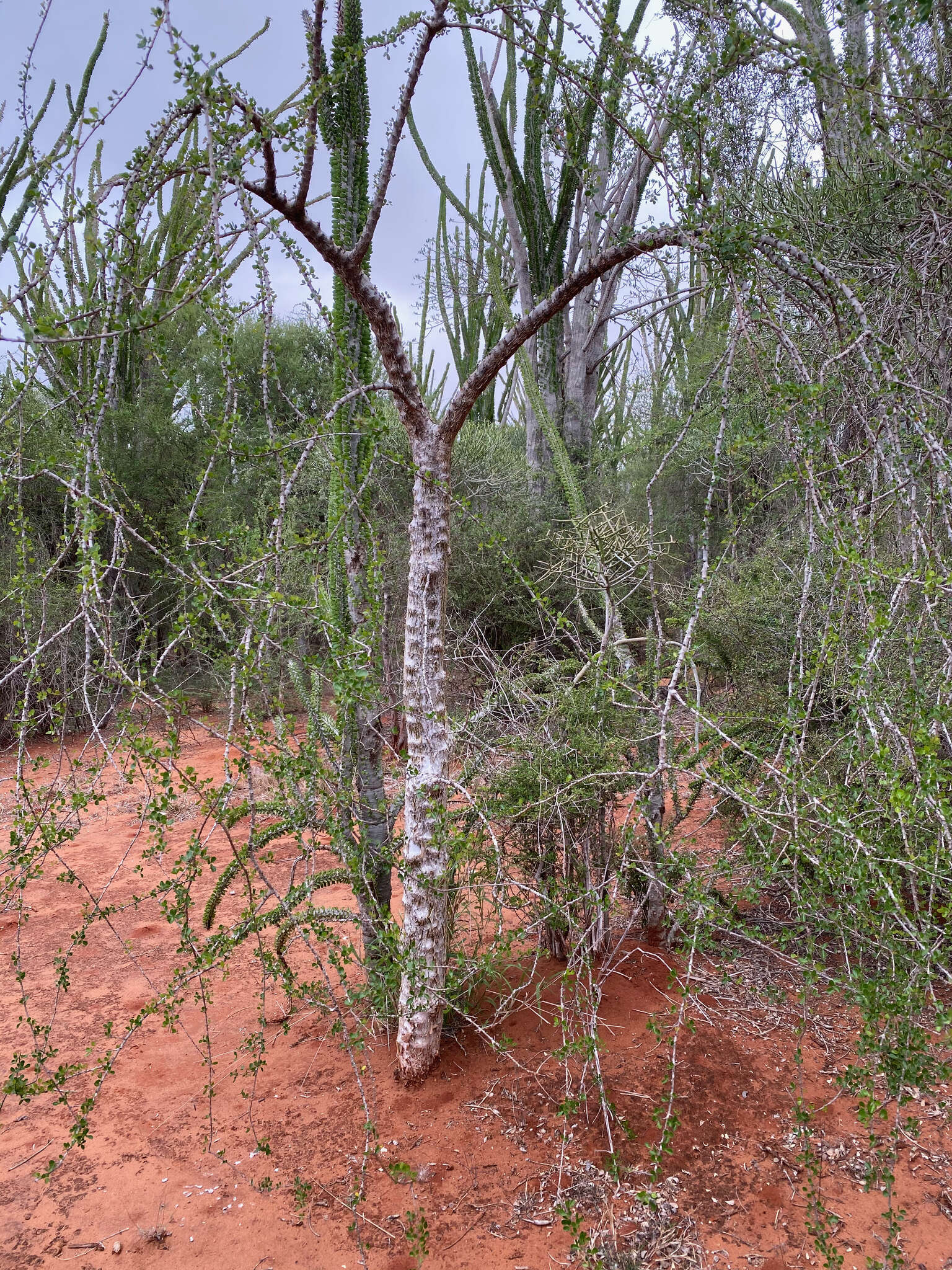 Image of Alluaudia humbertii Choux