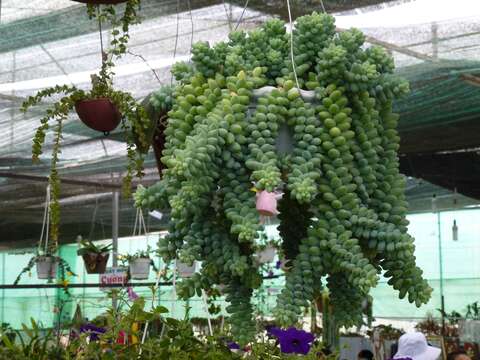 Image of Sedum morganianum Walther