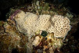 Image of Wrinkle Coral