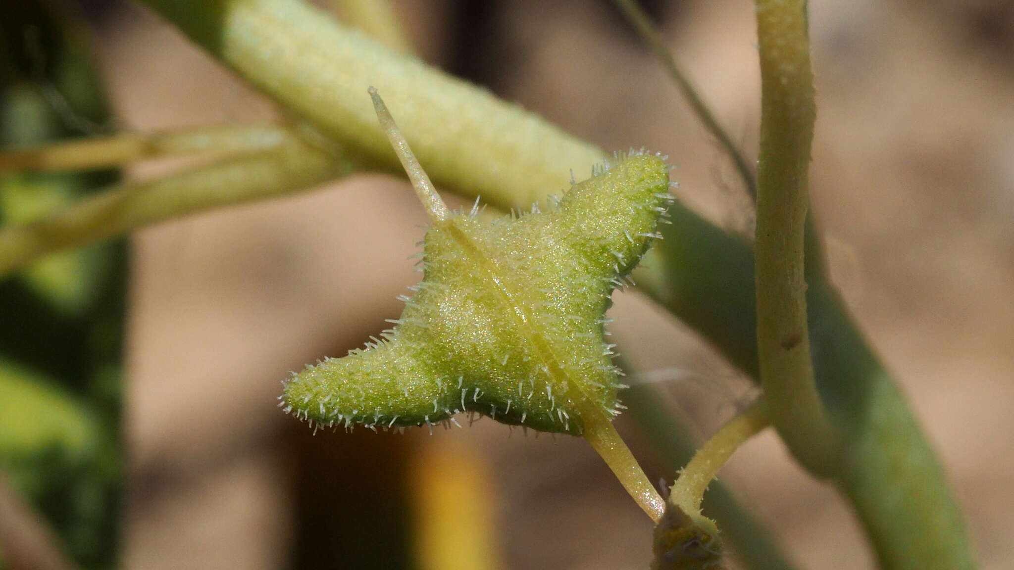 Image of Mojave cleomella