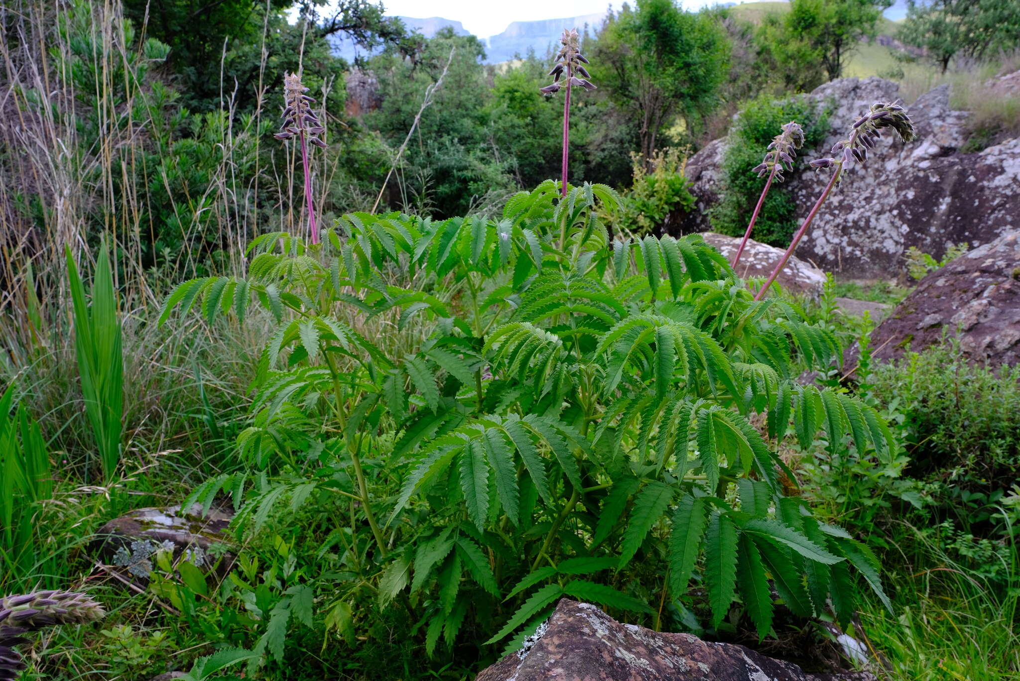 Image of Melianthus villosus Bolus