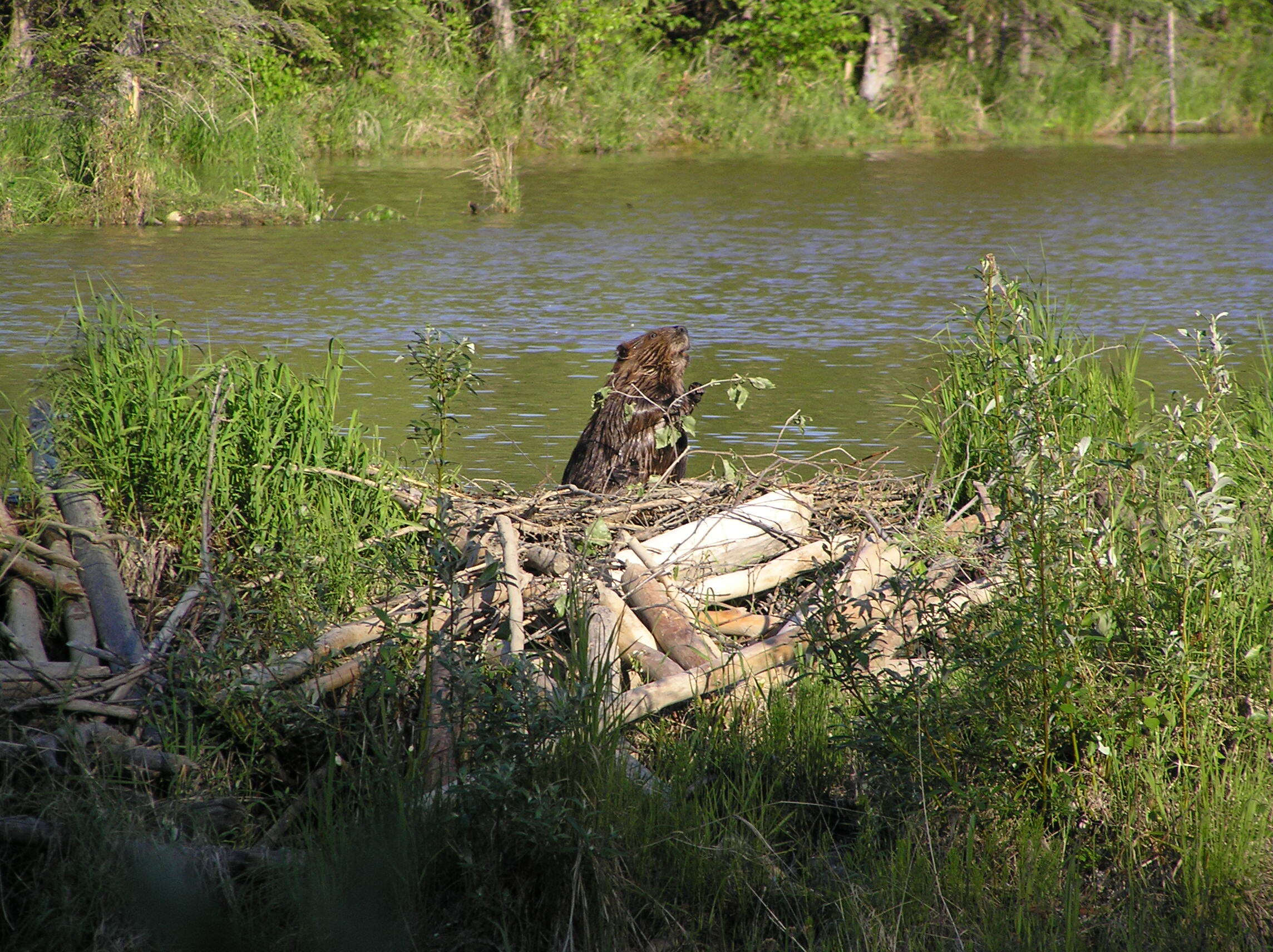 Image of beavers