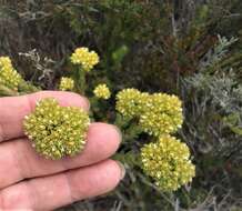 Image of Crassula subulata var. fastigiata (Schönl.) Tölken