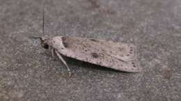 Image of Agonopterix argillacea Walsingham 1881