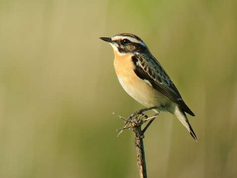 Image of Whinchat