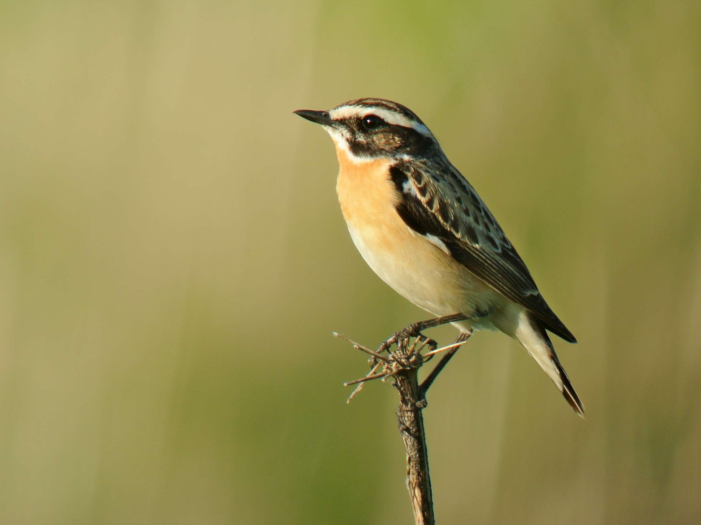 Image of Whinchat