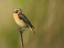 Image of Whinchat