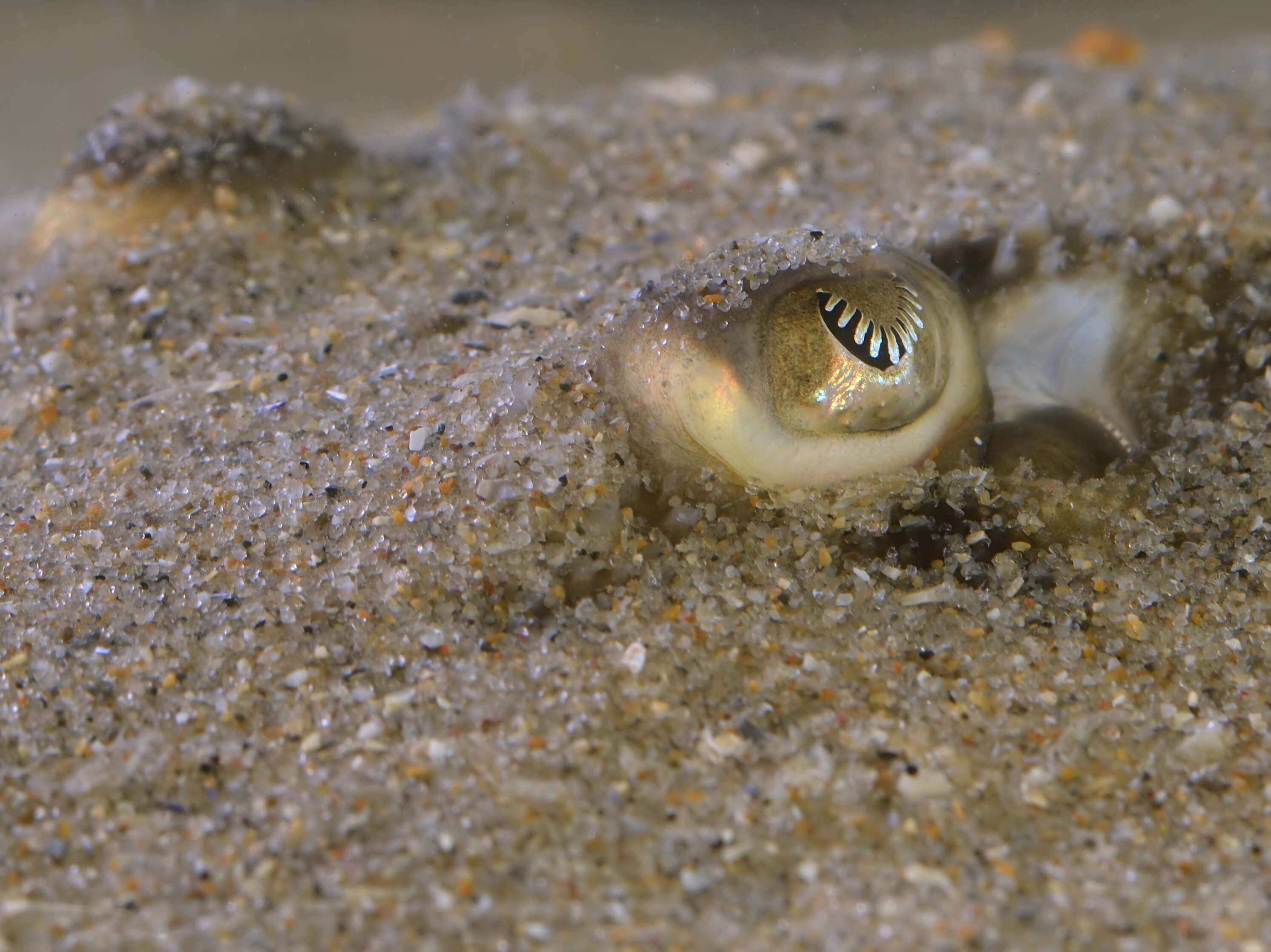 Image of Thornback skate