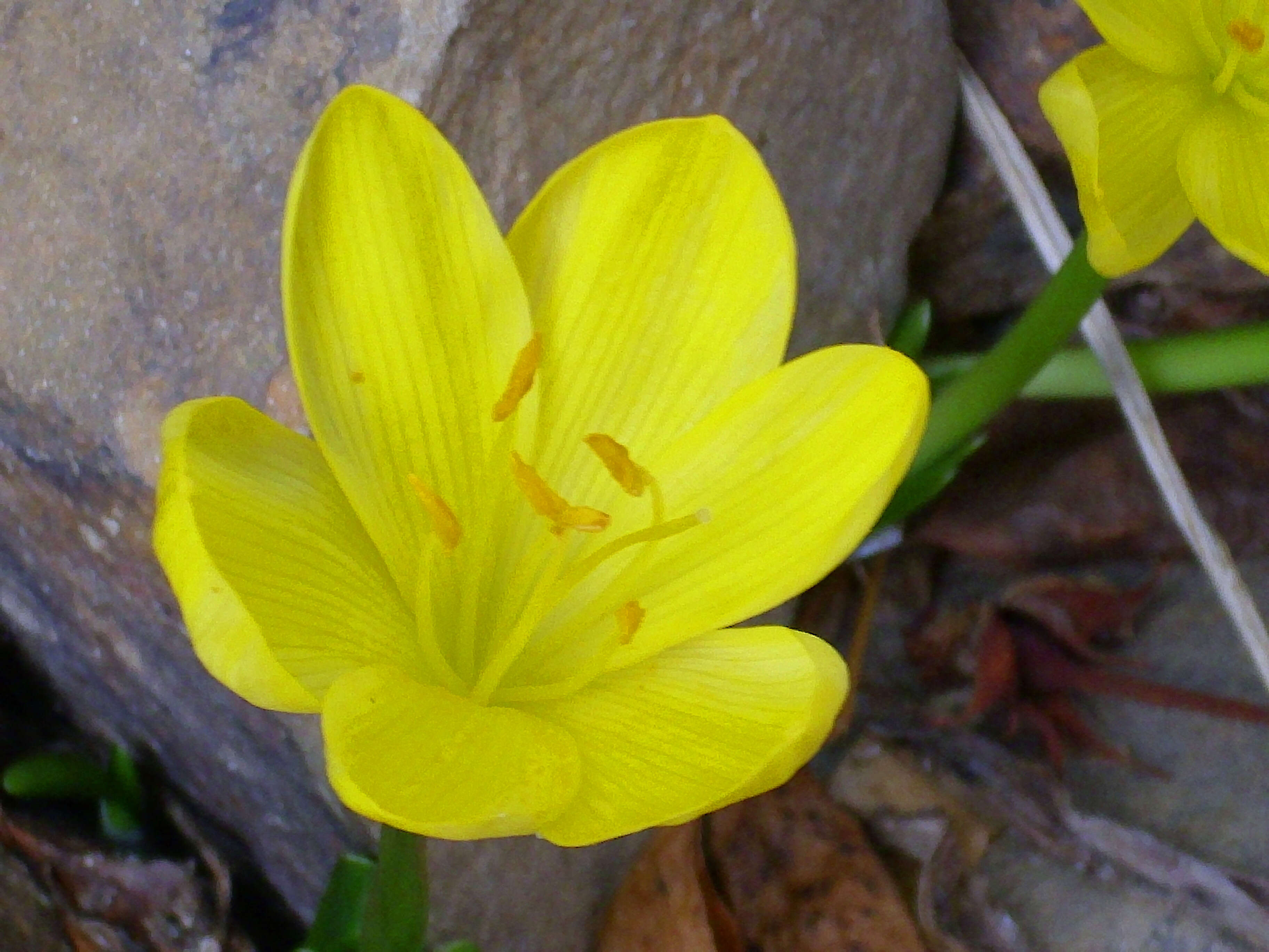 Image of winter daffodil