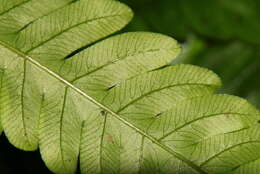 Image of Pteris arisanensis Tag.