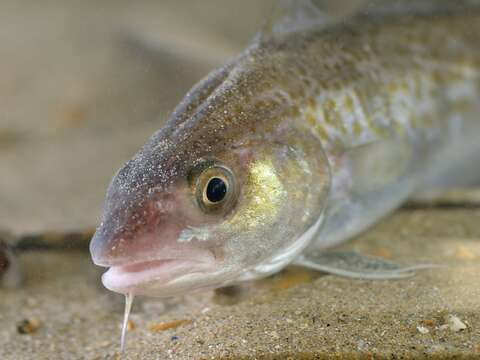 Image of Atlantic cod