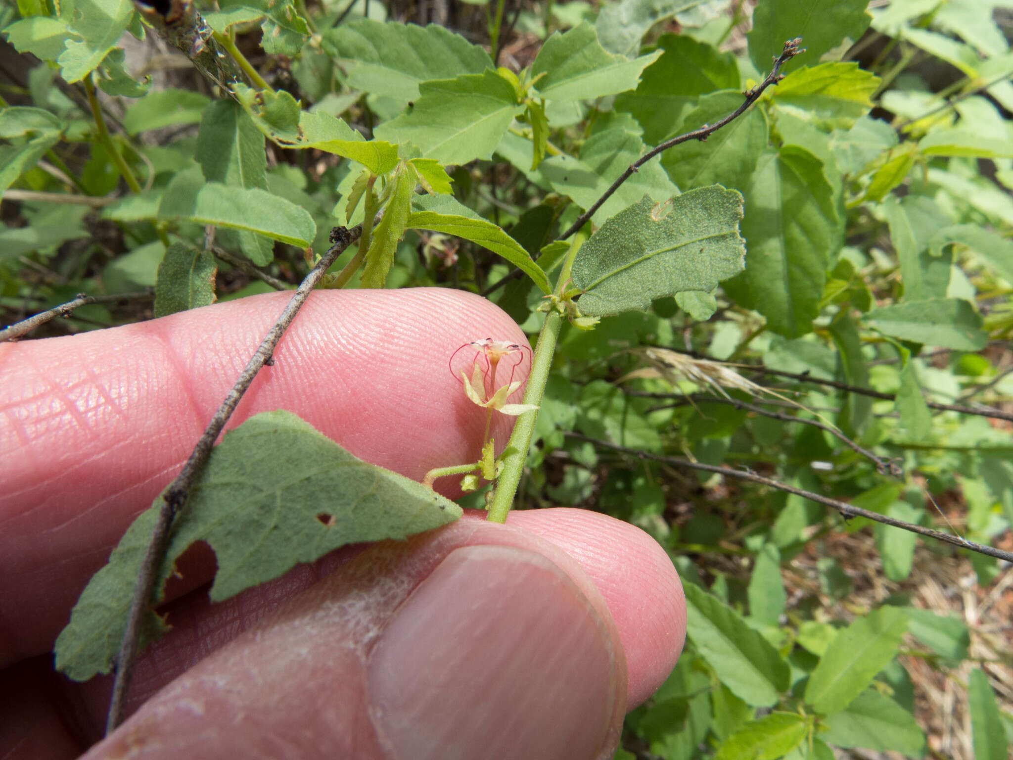 صورة Ayenia filiformis S. Wats.