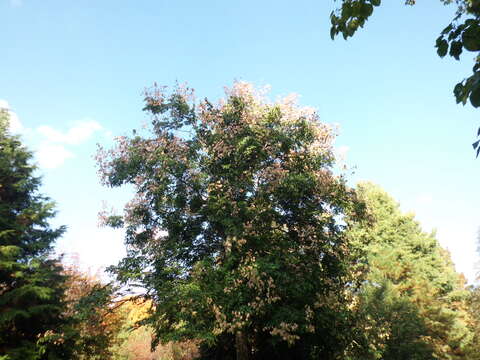 Image of goldenrain tree