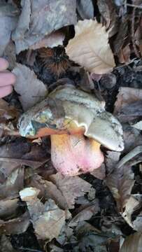 Image of Devil's bolete