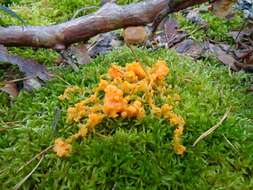 Image of Dog vomit slime mold