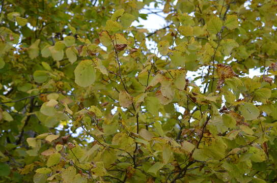 Image of Lepista glaucocana (Bres.) Singer 1951