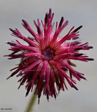 Image of Centaurea redempta subsp. redempta