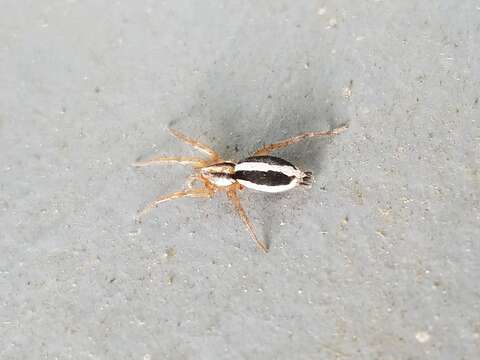 Image of Two-lined Stealthy Ground Spider