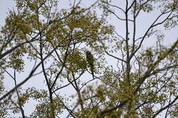 Image of Golden-collared Macaw