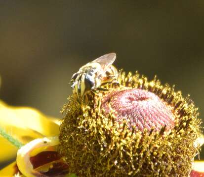 Image of Striped Bromeliad Fly