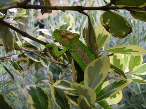 Image of Cape dwarf chameleon