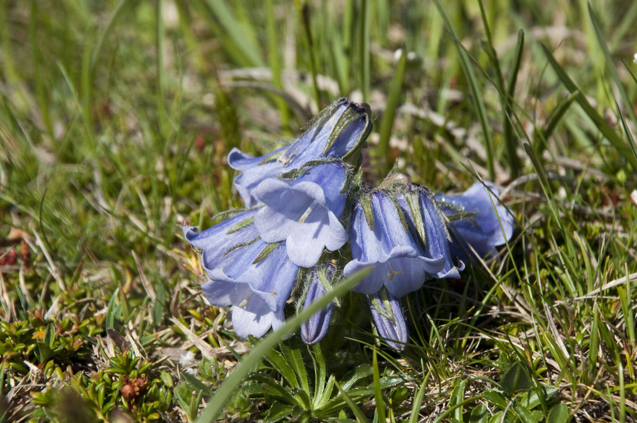 Image of Alpine Bellflower