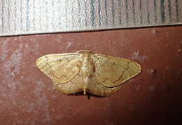 Image of Idaea amplipennis Butler 1889