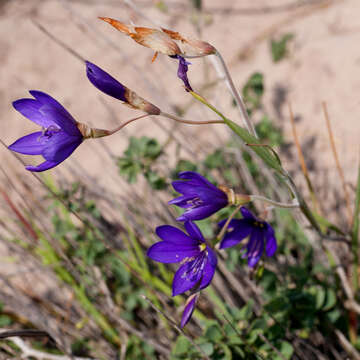 Image of Geissorhiza monanthos Eckl.