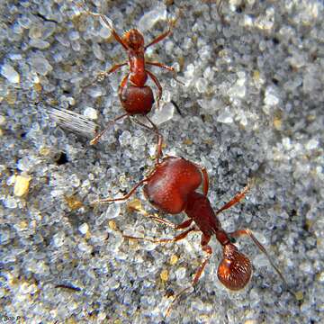 Image of Florida Harvester Ant