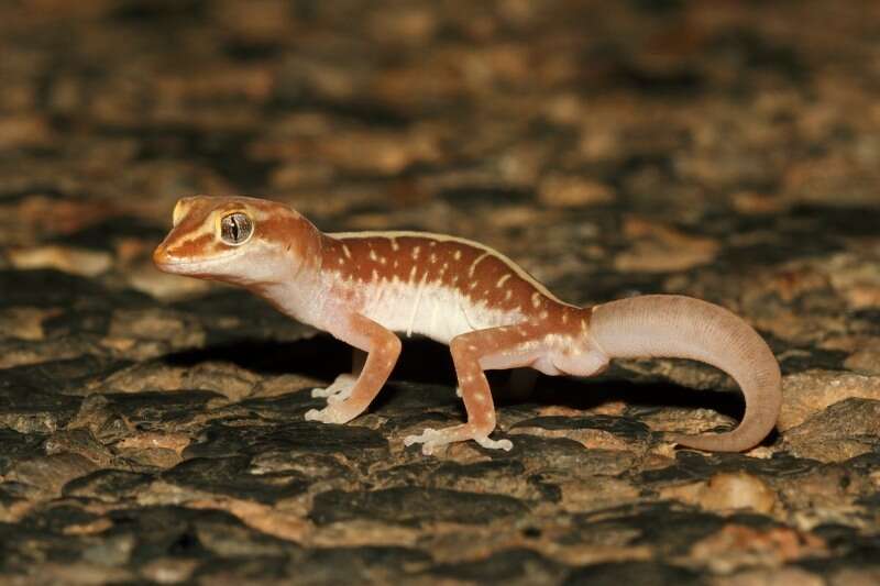 Image of Pale-striped Ground Gecko