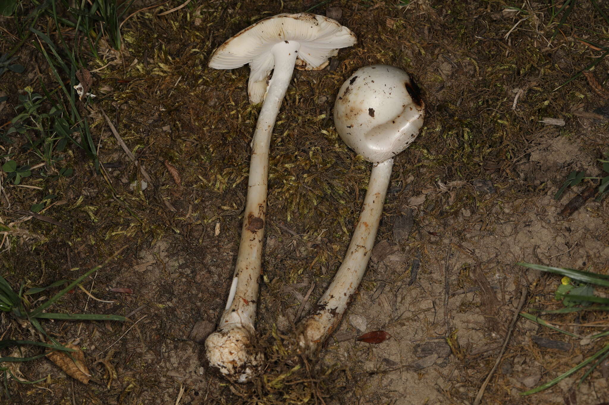 Слика од Amanita suballiacea (Murrill) Murrill 1941