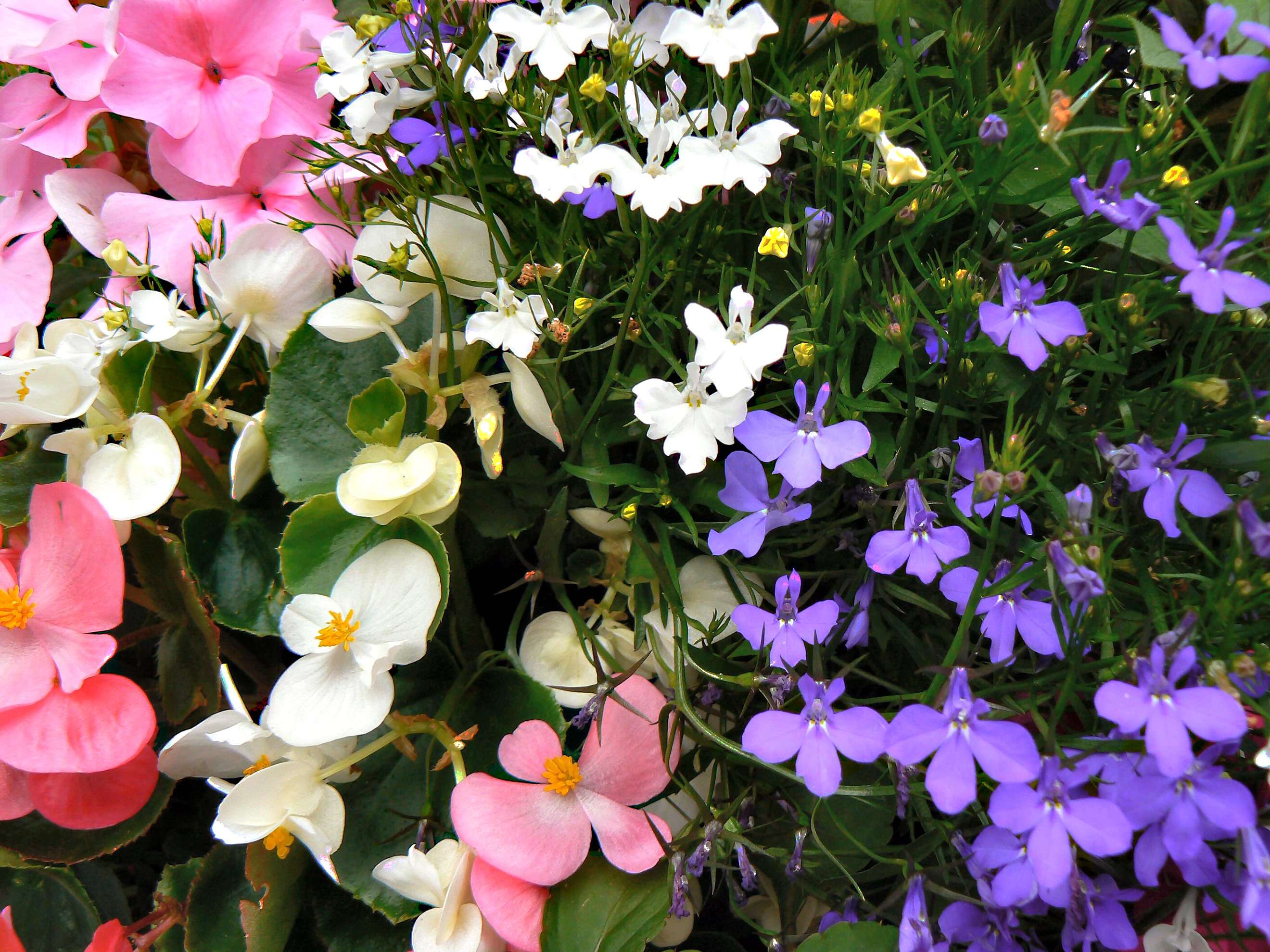 Image of edging lobelia