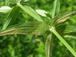 Image of Peronospora galii