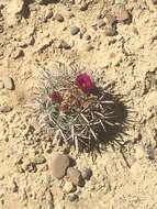 Image of Cactus