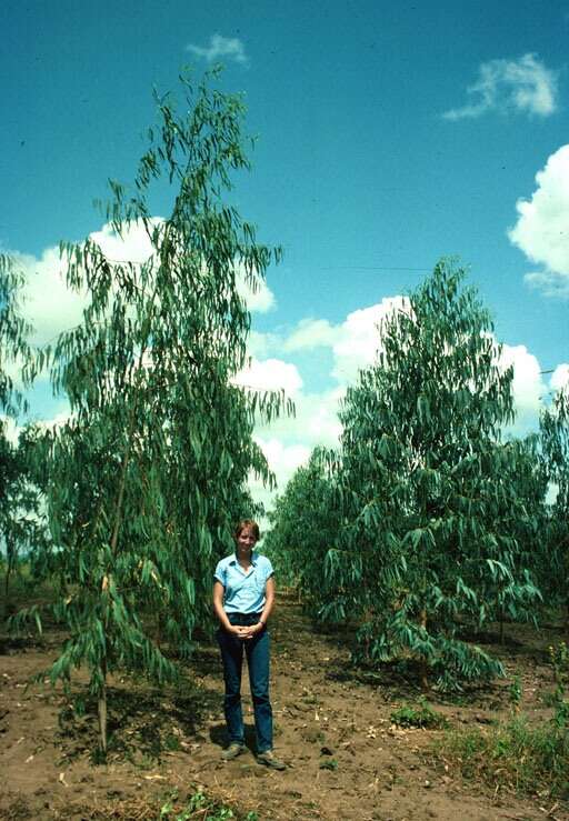 Image of Saligna Eucalyptus