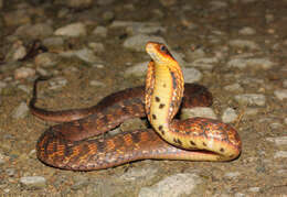 Image of Big-eyed mountain keelback