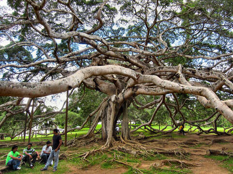 Imagem de Ficus benjamina L.